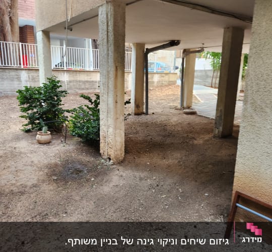 שיחים ירוקים ועציץ על אדמה חשופה